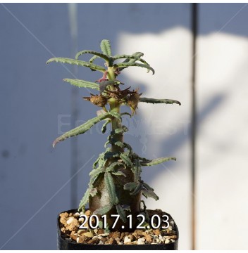 賢者の土